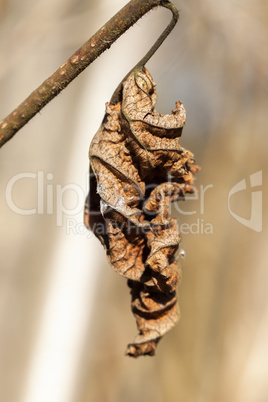 vertrocknetes Blatt