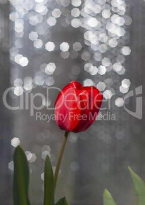 One red tulip on a blurred background with a silver bokeh