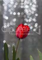 One red tulip on a blurred background with a silver bokeh