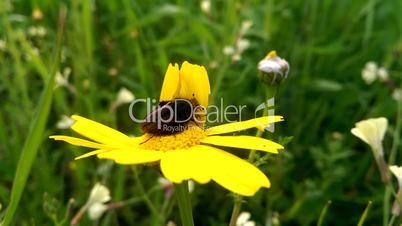 May-bug eats nectar on the yellov flower