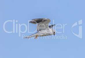 White-tailed Kite - Elanus leucurus, Adult.