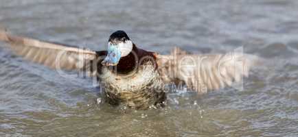 Ruddy Duck (Oxyura jamaicensis) Bathing.