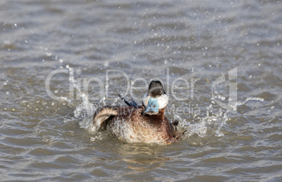Ruddy Duck (Oxyura jamaicensis) Wading with Water Splashing Droplets.