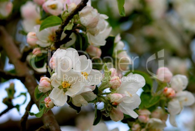 Apfelbaum mit Knospen und Blüten