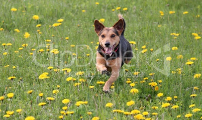 junger Hund rennt durch die Wiese