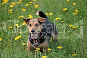 junger Hund in einer Blumenwiese