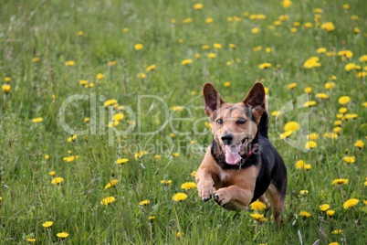 junger Hund springt durch eine Frühlingswiese