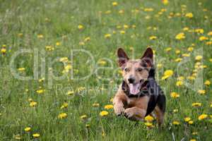 junger Hund springt durch eine Frühlingswiese
