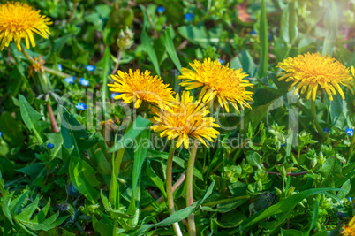 Flowering yellow dandelions on a green lawn