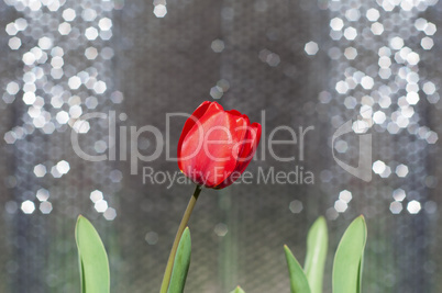 One red tulip on