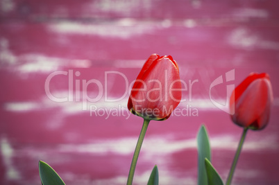 Red tulip on a pink blurry background