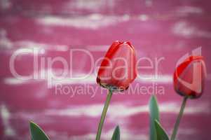 Red tulip on a pink blurry background