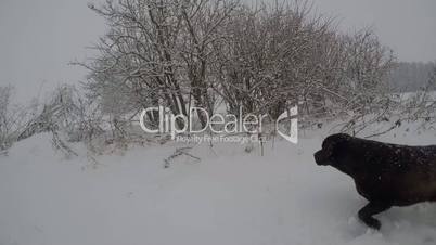 Chocolate brown Labrador walking in the snow in winter