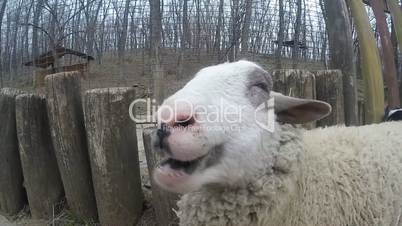 Happy sheep chewing dry grass