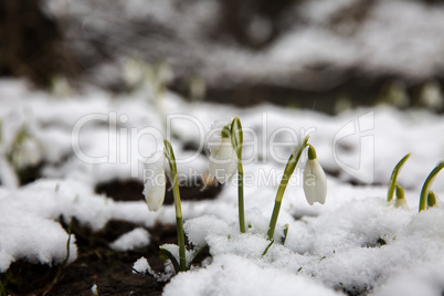 The first snowdrops under snow .