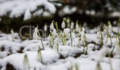The first snowdrops under snow .