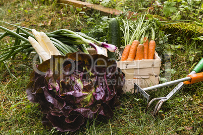 Gemüseernte, harvest of vegetable