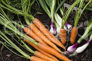 Gemüseernte im Garten, harvest of vegetables in a garden