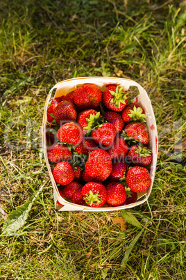 Erdbeeren, strawberries
