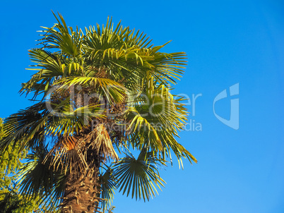 palm tree over blue sky with copy space