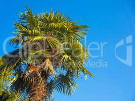 palm tree over blue sky with copy space