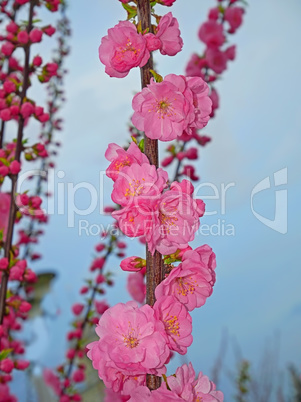 Pink sakura blossoming