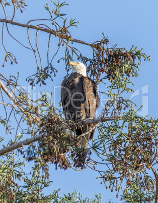 American Bald Eagle (Haliaeetus leucocephalus) perched on a pine tree.