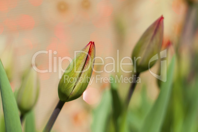 Bud of a non-opening tulip on a blurred background with a bokeh