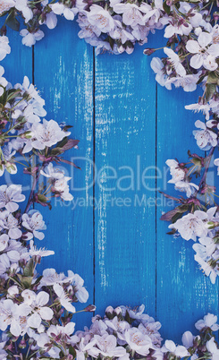 blue wooden background with flowering branches of cherry