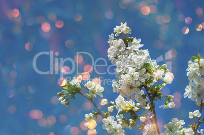 Branch of a cherry blossom with white flowers