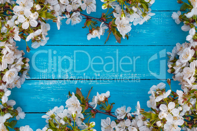turquoise wooden background with flowering branches of cherry on