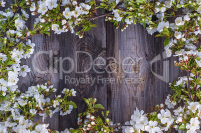 Flowering cherry branches with white flowers on a gray wooden su