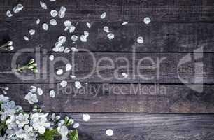 Cherry branch with white flowers, around fallen white petals