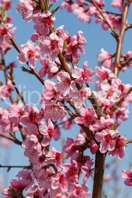 Blossoming peach close-up