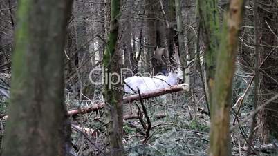 Weißer Damhirsch im Wald