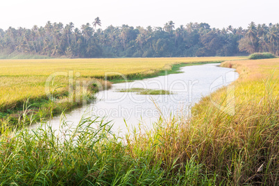 Paddy field with small river