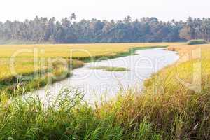 Paddy field with small river