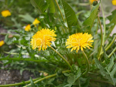 Dandelion plant blooms in spring