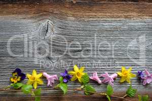Frühlingsblumen auf Holzhintergrund