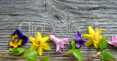 Frühlingsblumen auf Holzhintergrund