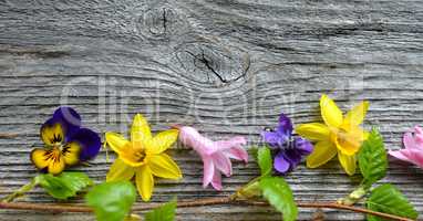 Frühlingsblumen auf Holzhintergrund