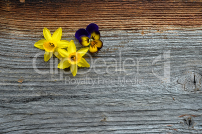 Frühlingsblumen auf Holzhintergrund