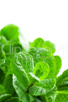 Fresh mint on white background closeup