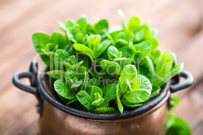 Fresh mint on wooden background