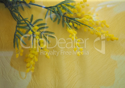 yellow mimosa flower with copy space