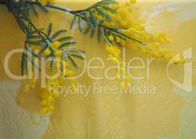 yellow mimosa flower with copy space
