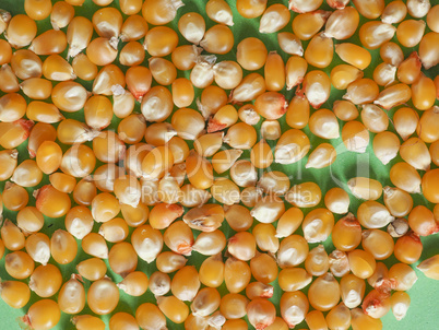 pop corn maize