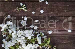 Cherry branch with white flowers