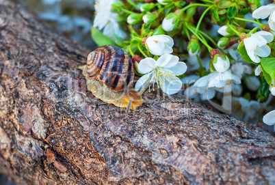 snail sitting on a tree trunk cherry