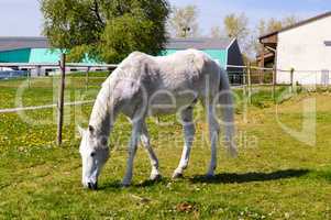 Gray stallion grazing